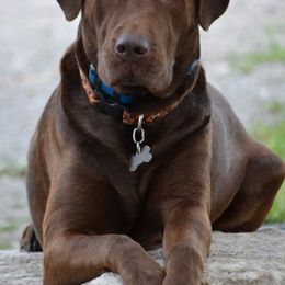 Labrador Retrievers from Kinze's Kennel