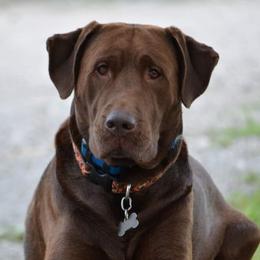 Labrador Retrievers from Kinze's Kennel