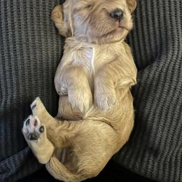 English Cocker Spaniel Puppies from River Trail Kennels