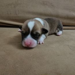 Pembroke Welsh Corgi and Saint Bernard Puppies from Middle Georgia Saints and Corgis