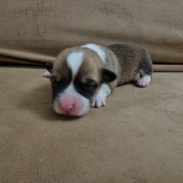 Pembroke Welsh Corgi and Saint Bernard Puppies from Middle Georgia Saints and Corgis