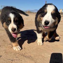 Onyx - Black tri male Miniature American Shepherd puppy in Phoenix, Arizona from Outlaw Minis