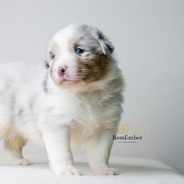Australian Shepherd Puppies from RemEmber Australian Shepherds