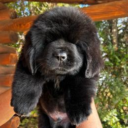 Black - Orange Collar - Black male Newfoundland puppy in New York from Johnson Farms