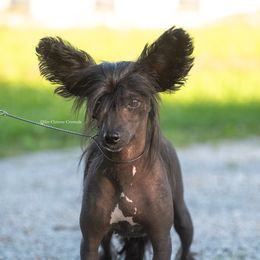 Sushi - Chinese Crested