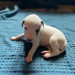 Mr Snow - White and blue brindle male Whippet puppy in Clinton, Tennessee from Ivanhoe Borzoi