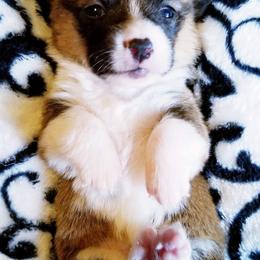 American Corgi and Pembroke Welsh Corgi Puppies from Whimsical Treasure Corgis