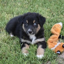 Australian Shepherd Puppies from Mott Ranch - Blazin' Sun Aussies