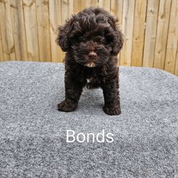 Boy 1 - Brown Schnoodle puppy in Arkansas from Central AR Schnoodles
