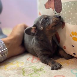 AKC Male 2900 - Blue and tan male Dachshund puppy in Summerville, South Carolina from Funk's Four-Legged Friends