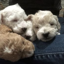 Poodle Puppies from Port Royal Poodles