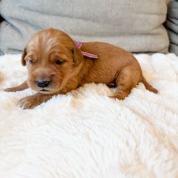 Purple collar - Golden female Golden Retriever puppy in Lehi, Utah from Open Star Goldens