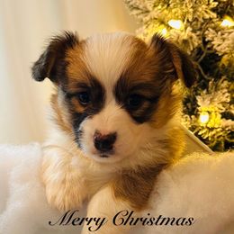 Bellamy - Sable female Pembroke Welsh Corgi puppy in Cashion, Oklahoma from Shabby Chic Corgis