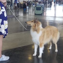 Tigger - Collie