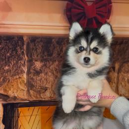 Pomsky Puppies from Dollhouse Pomskies