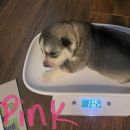 Siberian Husky Puppies from Alexandra's Siberian Huskies