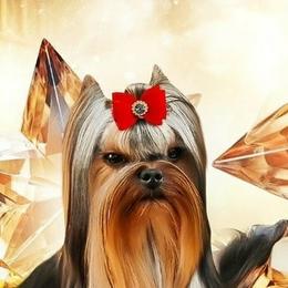 Lacoste - Yorkshire Terrier