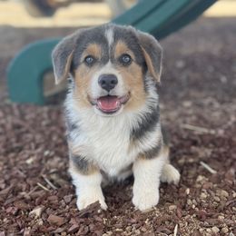Boy 2 - Gray and white American Corgi puppy in Willcox, Arizona from C spear Corgis