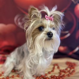 Bella - Biewer Terrier