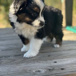 Harvest - Black tri male Miniature Australian Shepherd puppy in Doddridge, Arkansas from Huddleston Farm