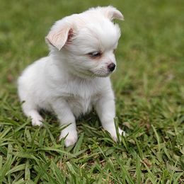 Jax - Cream and white male Chihuahua puppy in Gray, Louisiana from Chi Chi's Place LLC
