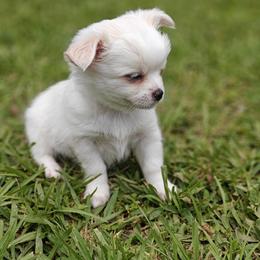 Jax - Cream and white male Chihuahua puppy in Gray, Louisiana from Chi Chi's Place LLC