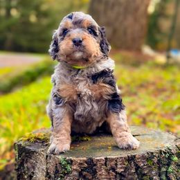 Bernedoodle Puppies from Ponderosa Puppy