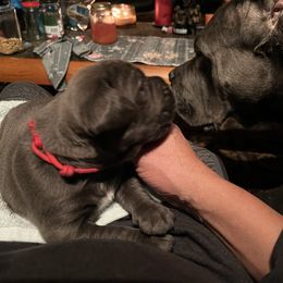 Cane Corso Puppies from RiverStone Gardens