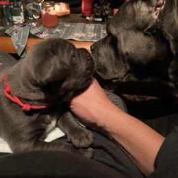 Cane Corso Puppies from RiverStone Gardens