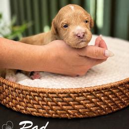 Rad - Apricot male Goldendoodle puppy in Van Alstyne, Texas from Forest Haven Doodle Co.