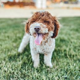 Otis - Poodle