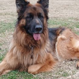 Layla - German Shepherd