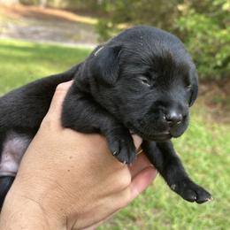 Tan Male - Black Labrador Retriever puppy in St Matthews, South Carolina from Beaver Creek Kennels