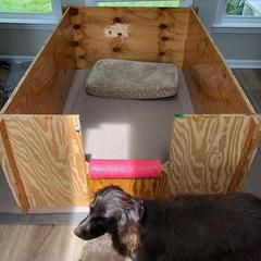 Boykin Spaniel All Grown Up from Tabby’s Sweet Boykins