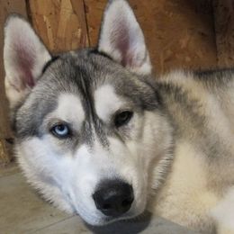 Keeper - Siberian Husky