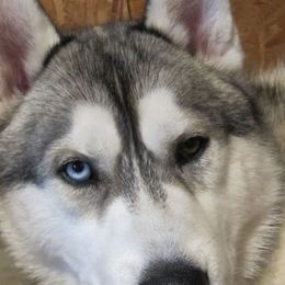 Keeper - Siberian Husky