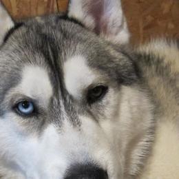 Keeper - Siberian Husky