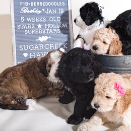 Bernedoodle Puppies from Sugarcreek Haven Bernedoodles