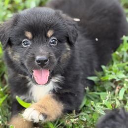 Bandit AKC - Black tri-color male Australian Shepherd puppy in Polk City, Florida from Skaky Shepherds