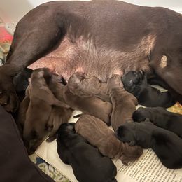 Blk and  Choc females - Black female Labrador Retriever puppy in Middleboro, Massachusetts from Debonair Labs