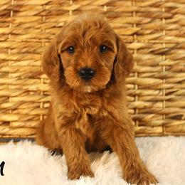 Gin - Red  male Goldendoodle puppy in Casa Grande, Arizona from AzDoodle Dandies