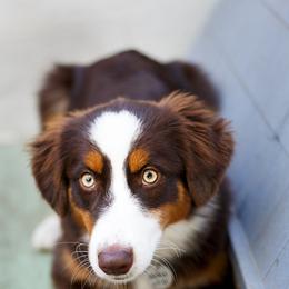 Australian Shepherds from Slipstream Aussies