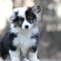 Queen - Black and tan female Pembroke Welsh Corgi puppy in South Otselic, New York from Ridge Top Corgis