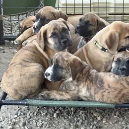 Boerboel, Shorkie, and Toy Australian Shepherd Puppies from SATA Kennels