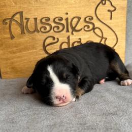 Furlong - Black tri-color male Australian Shepherd puppy in Tuftonboro, New Hampshire from Aussies Edge Farm
