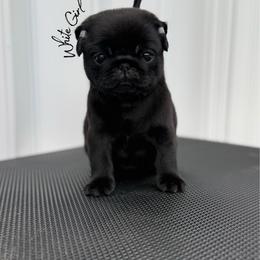 White Girl - Black female Pug puppy in Punta Gorda, Florida from Lazuli Pugs