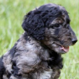 Goldendoodles from JiggyBuck Pups