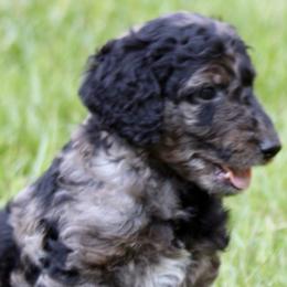 Goldendoodles from JiggyBuck Pups