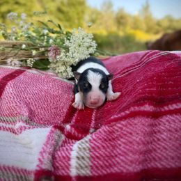 Jaws - Tri-color male Border Collie puppy in Alexander, Maine from High Velocity Stockdogs