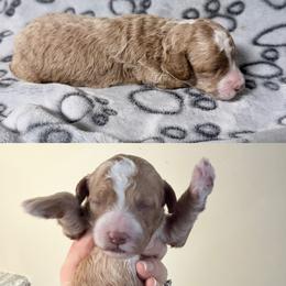 Gnocchi - Cream female Cockapoo puppy in Clarks Summit, Pennsylvania from M&M Cockapoos